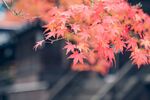 枫叶