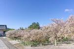 樱花树