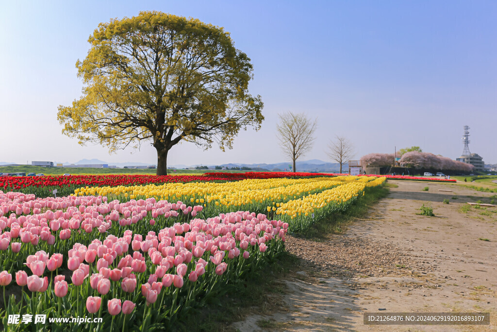 郁金香花展