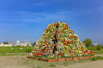 郁金香花展