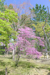 桃花树
