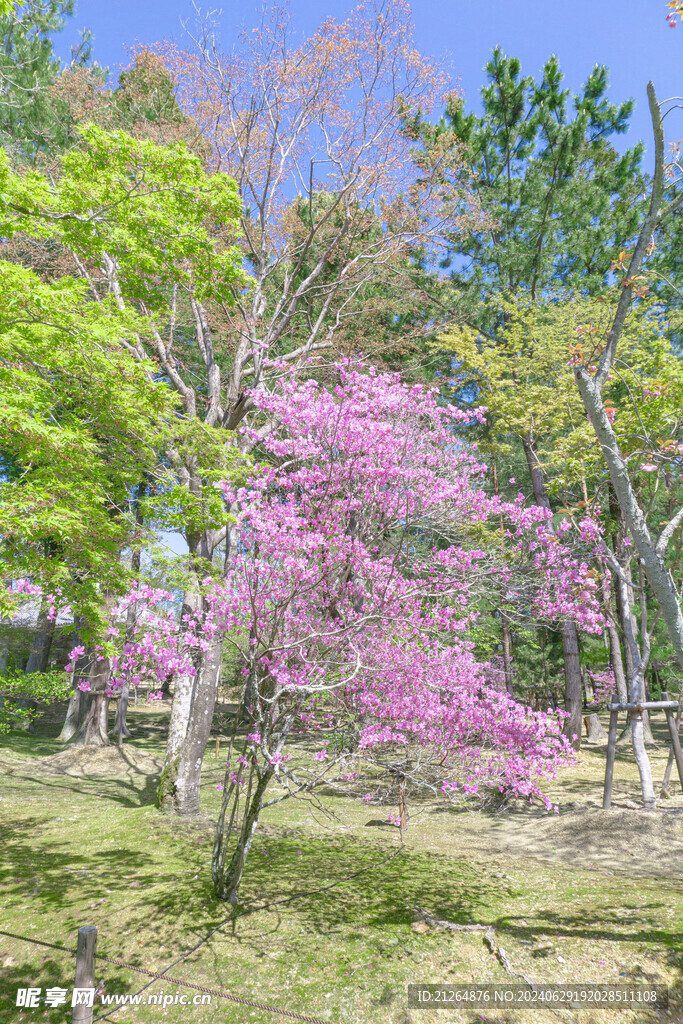 桃花树