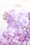 樱花树