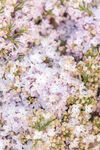 丁香花 