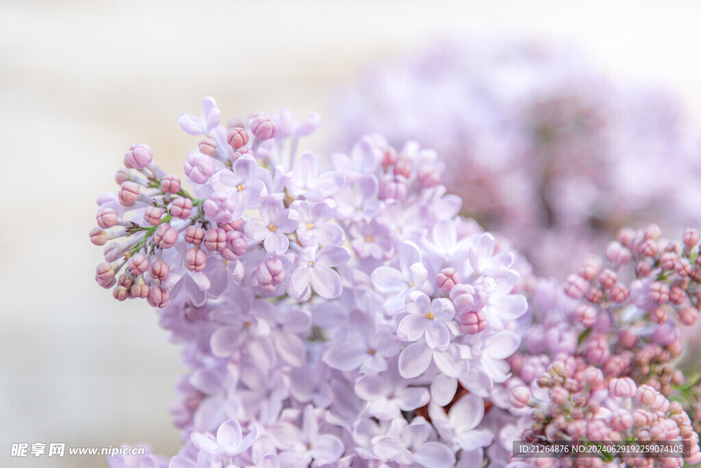 丁香花