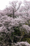 樱花树