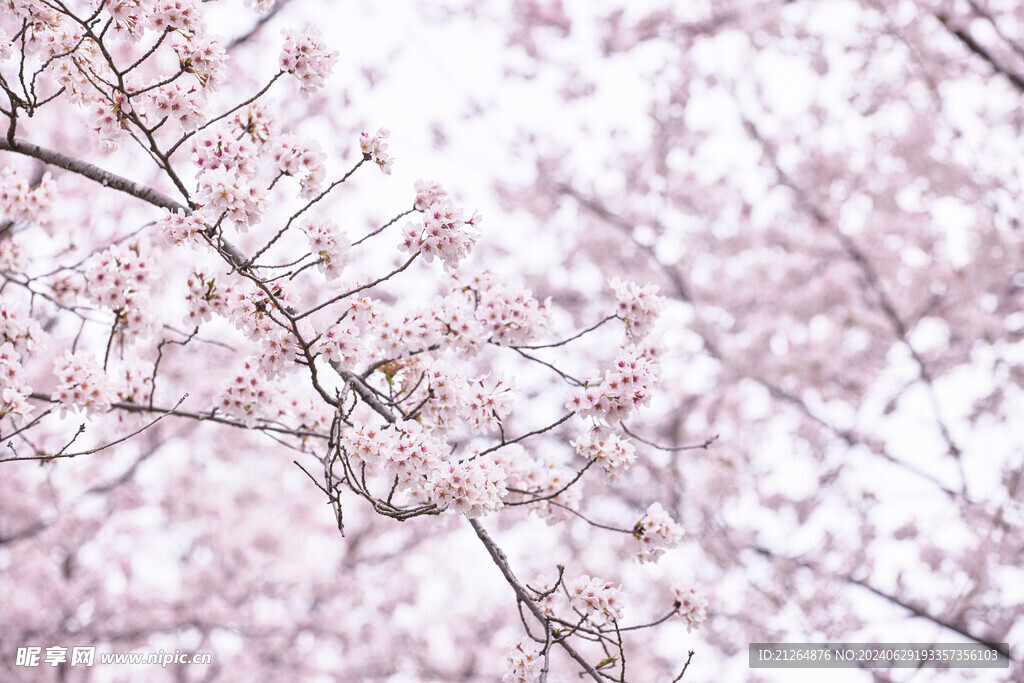 樱花树