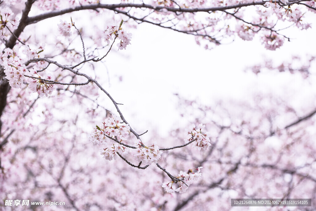 樱花树