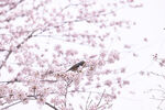 樱花树