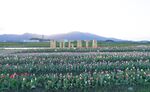 郁金香花海