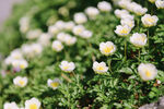 白色蝴蝶花