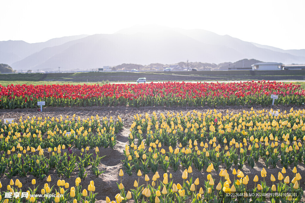 郁金香花展 