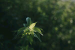 薄荷