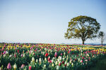 郁金香花海