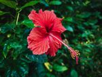 蝴蝶花