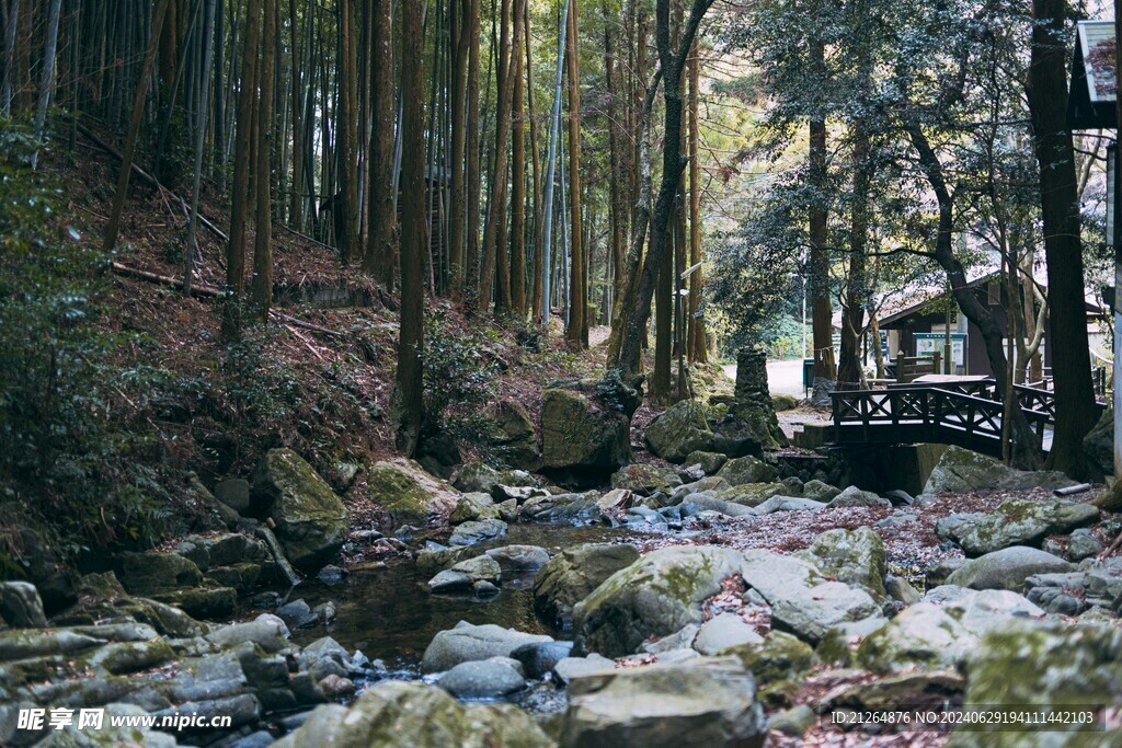 森林