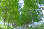 道路大树