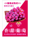 葡萄