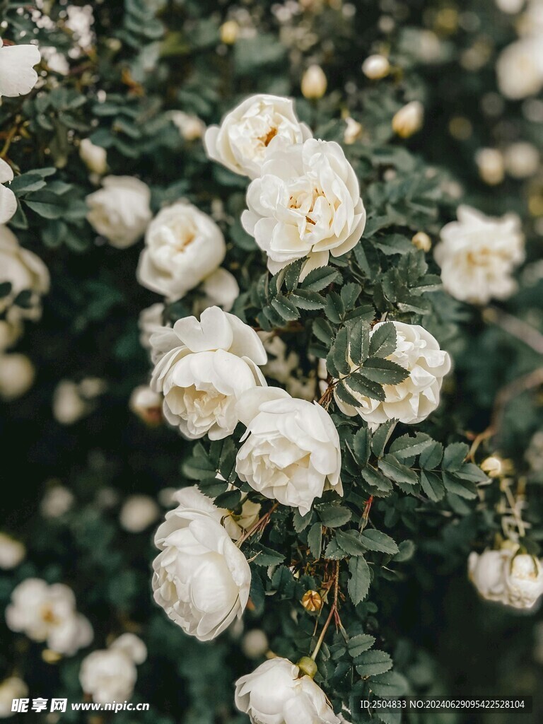 玫瑰
