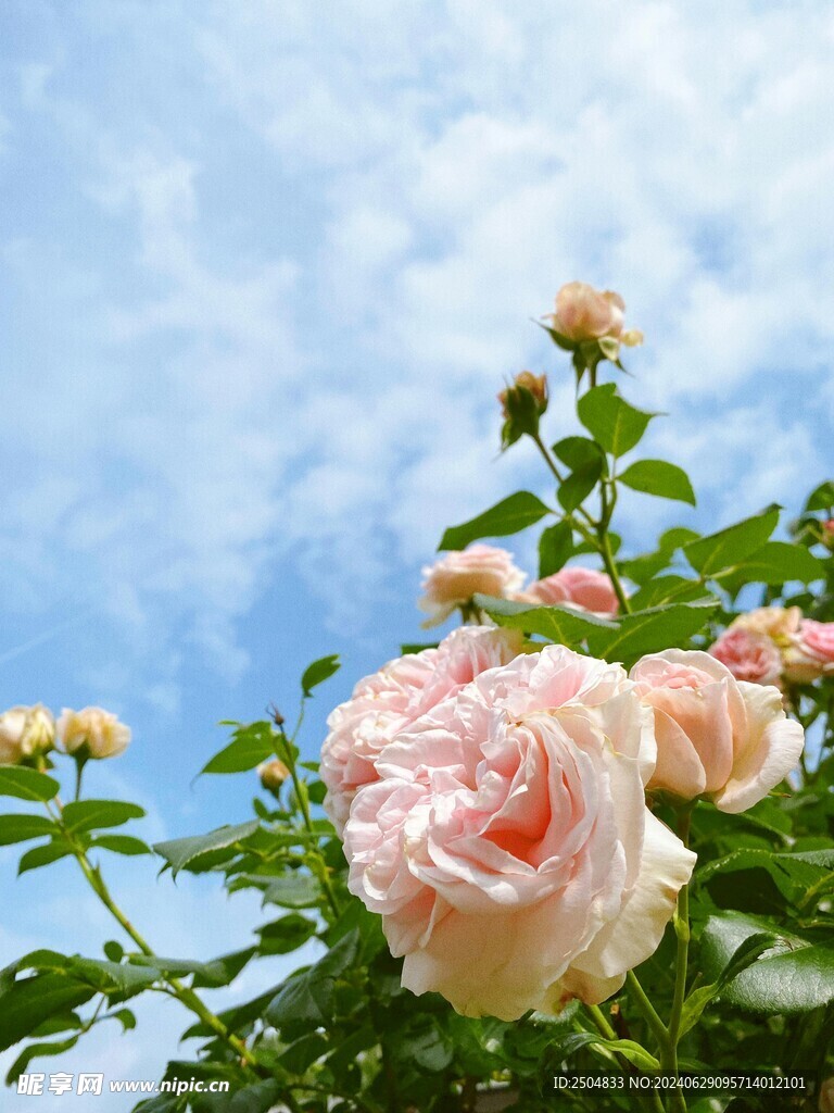 玫瑰