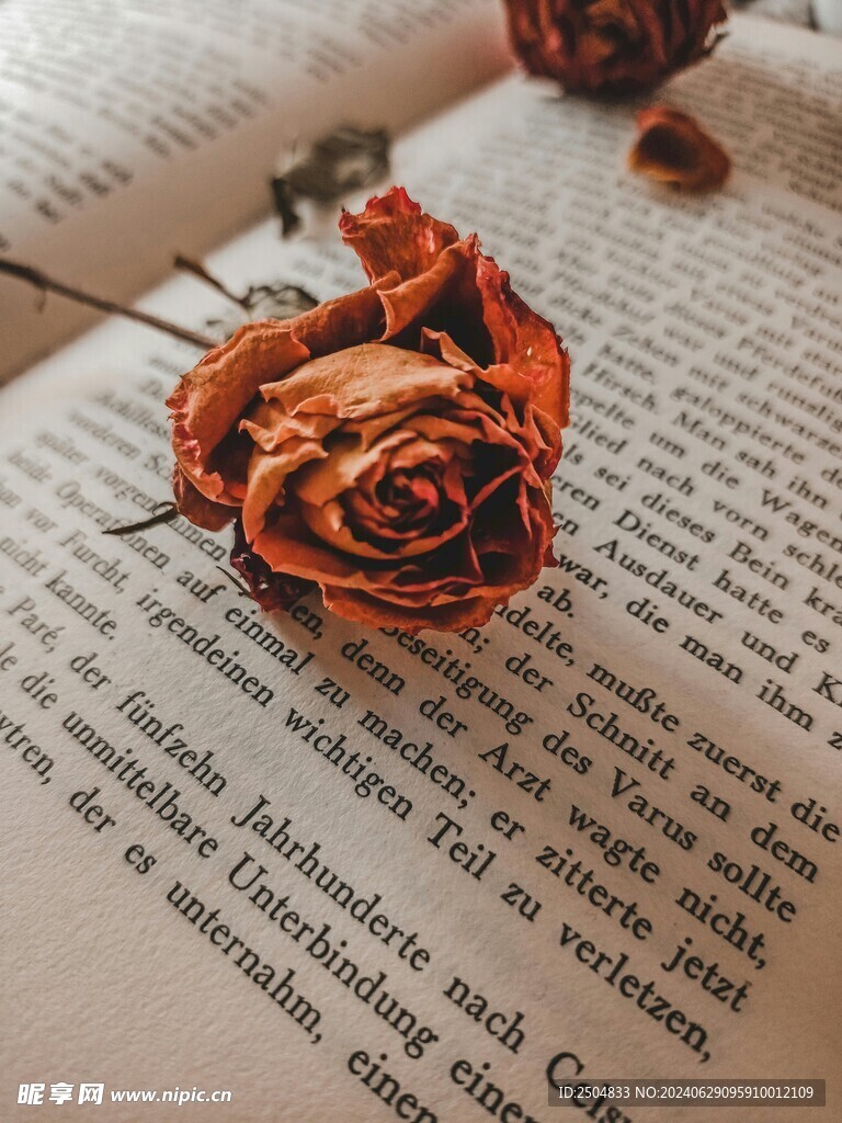 玫瑰