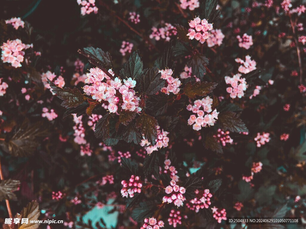 玫瑰