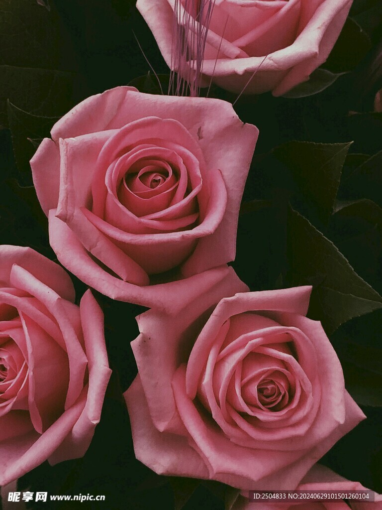 玫瑰