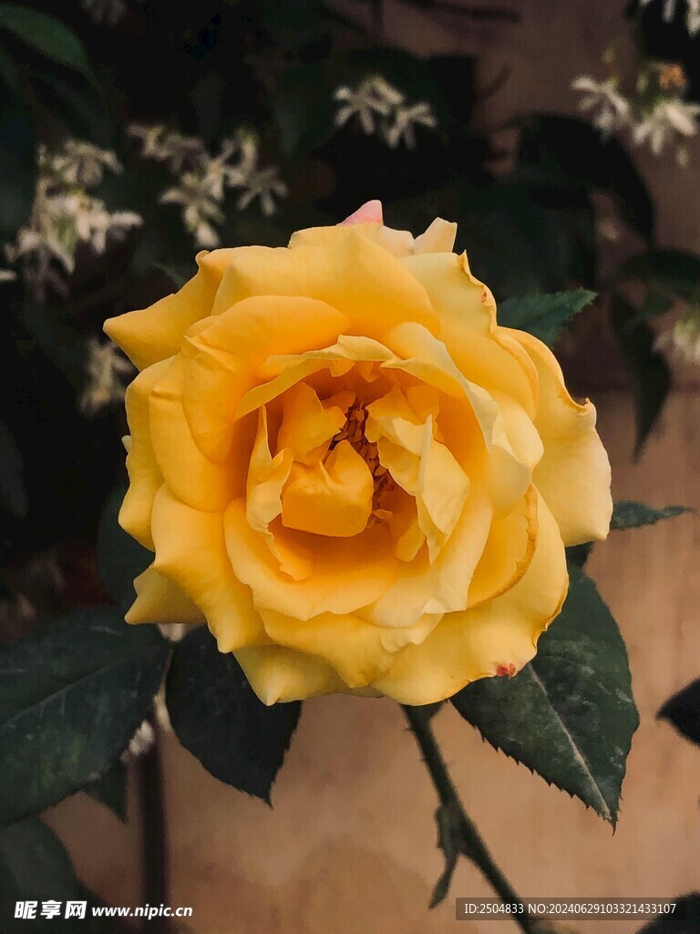 玫瑰