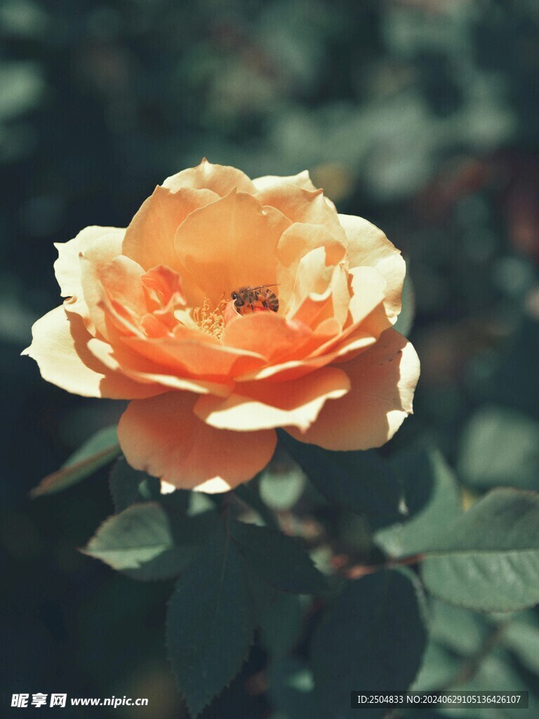 玫瑰