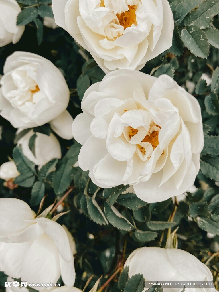 玫瑰