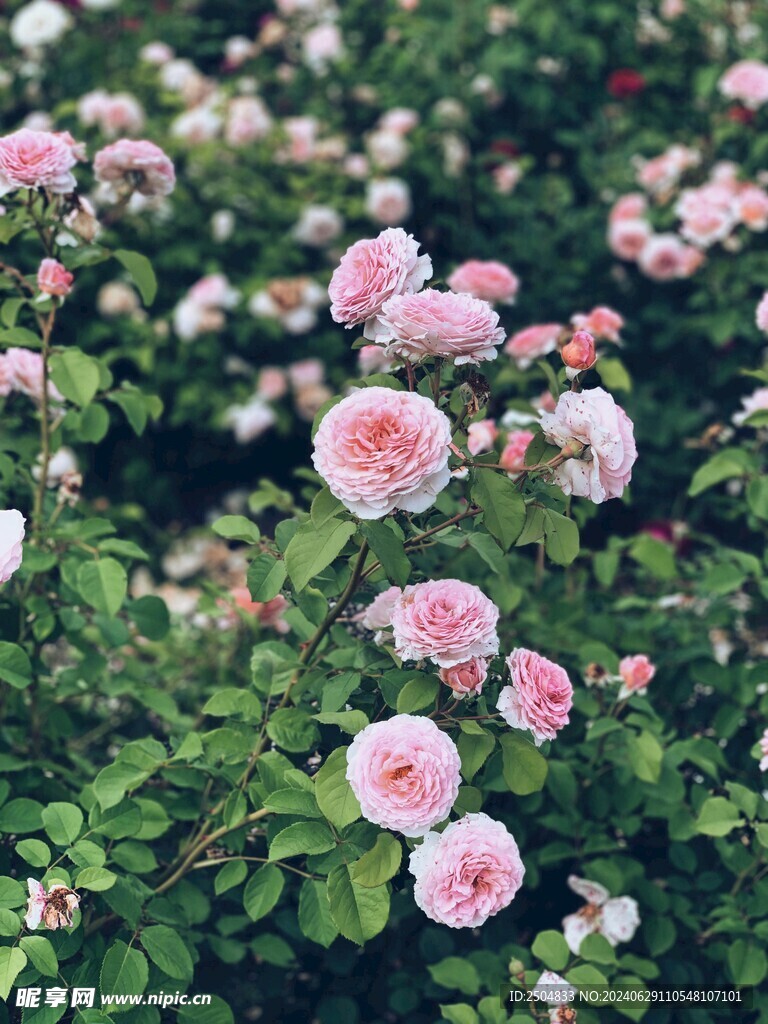 玫瑰
