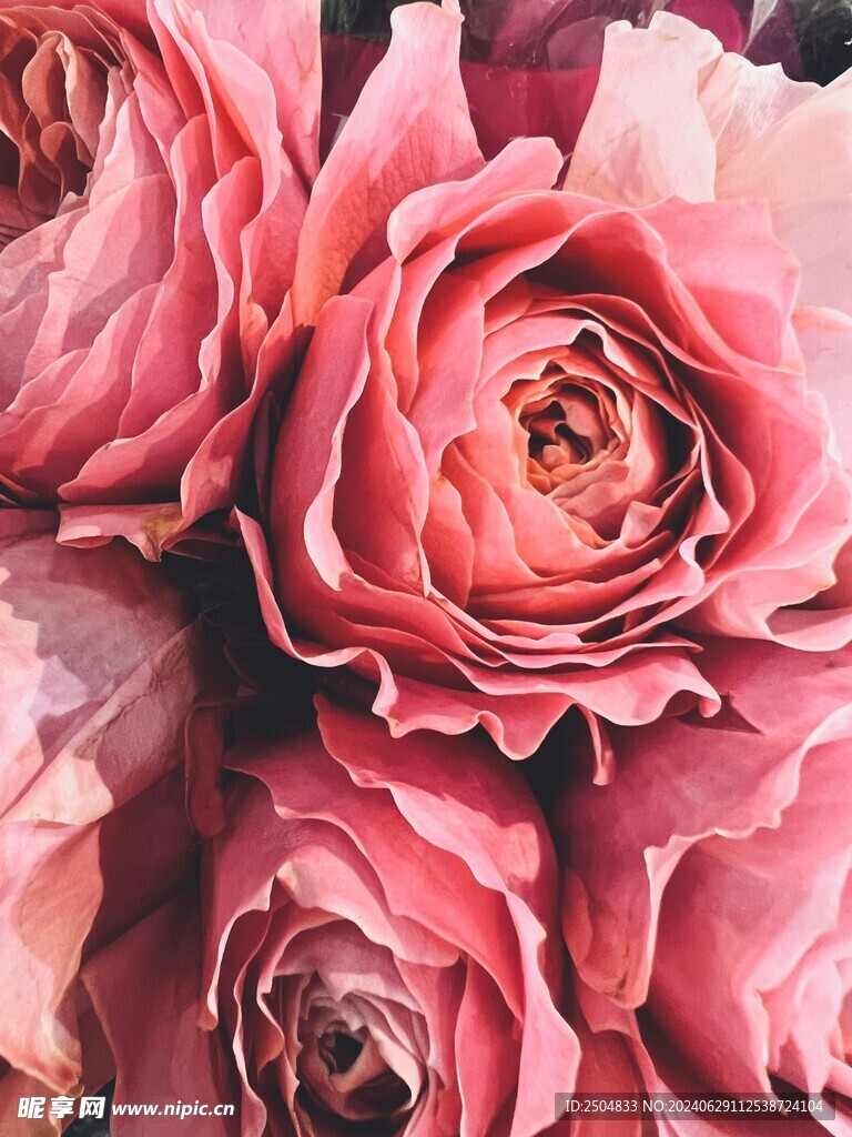 玫瑰