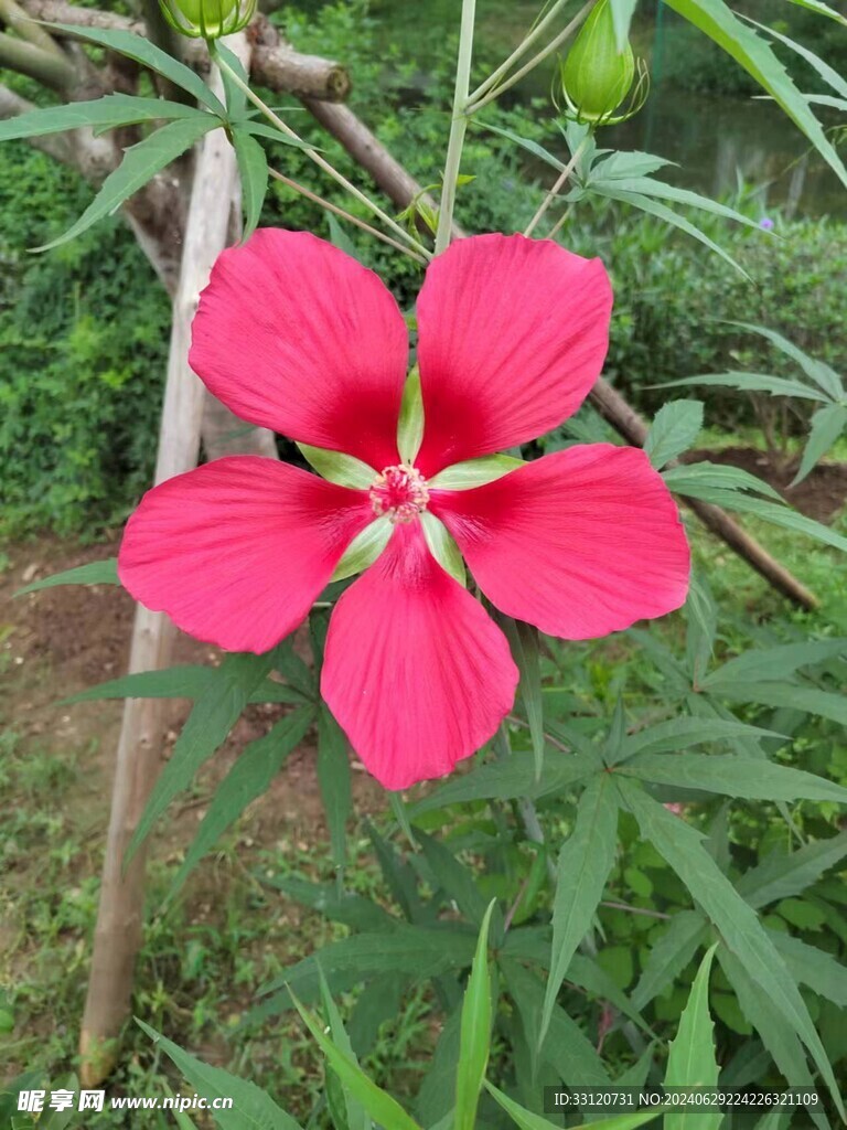 红花