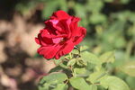 月季花