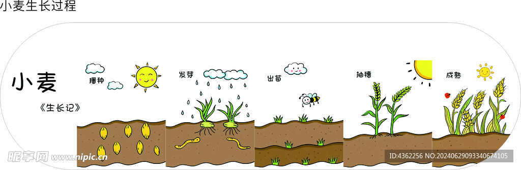 小麦生长全过程