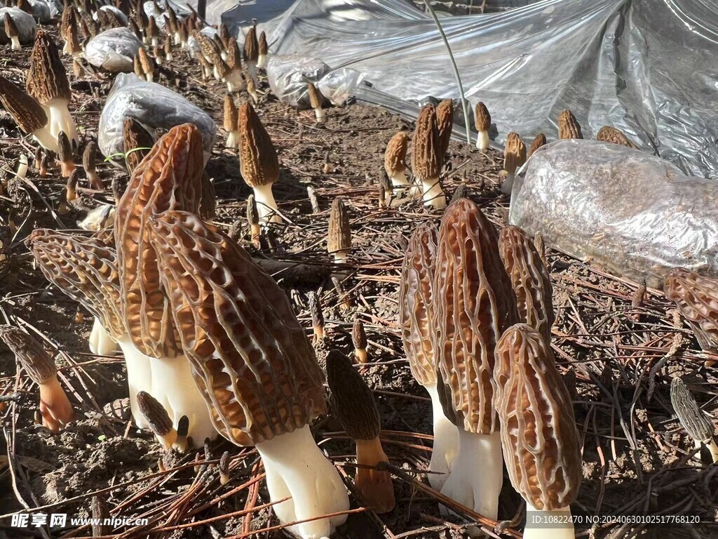 羊肚菌