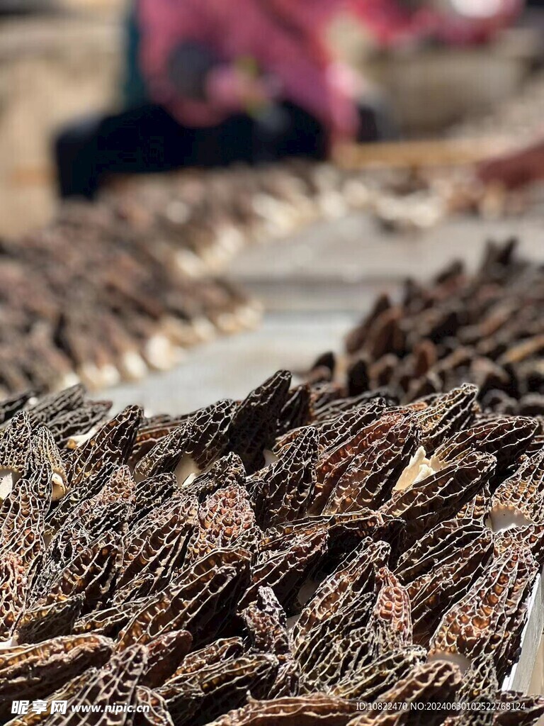 羊肚菌
