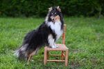 牧羊犬