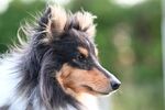 牧羊犬