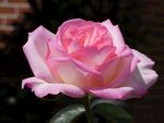 玫瑰花