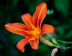 黄花菜