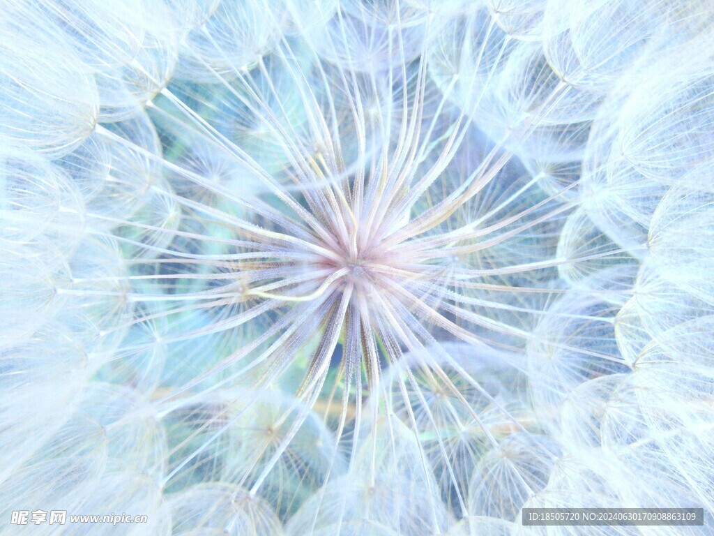 蒲公英