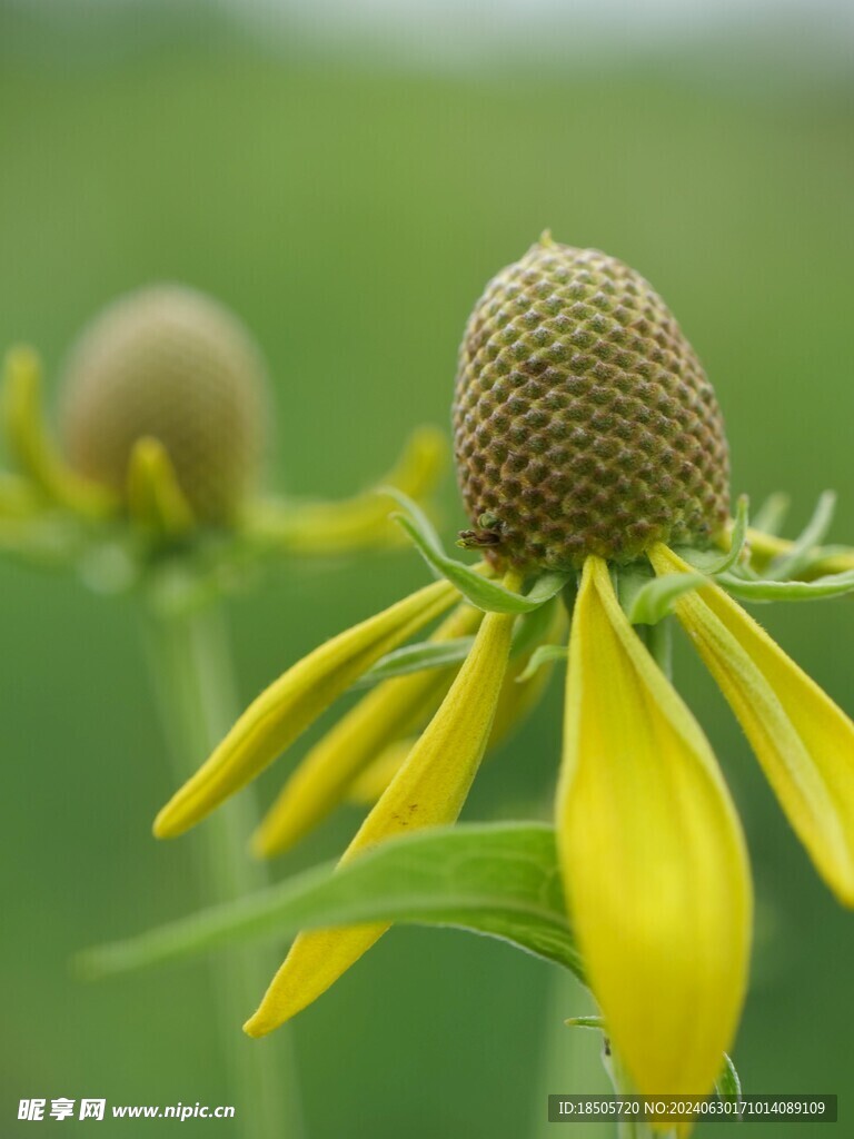 锥花