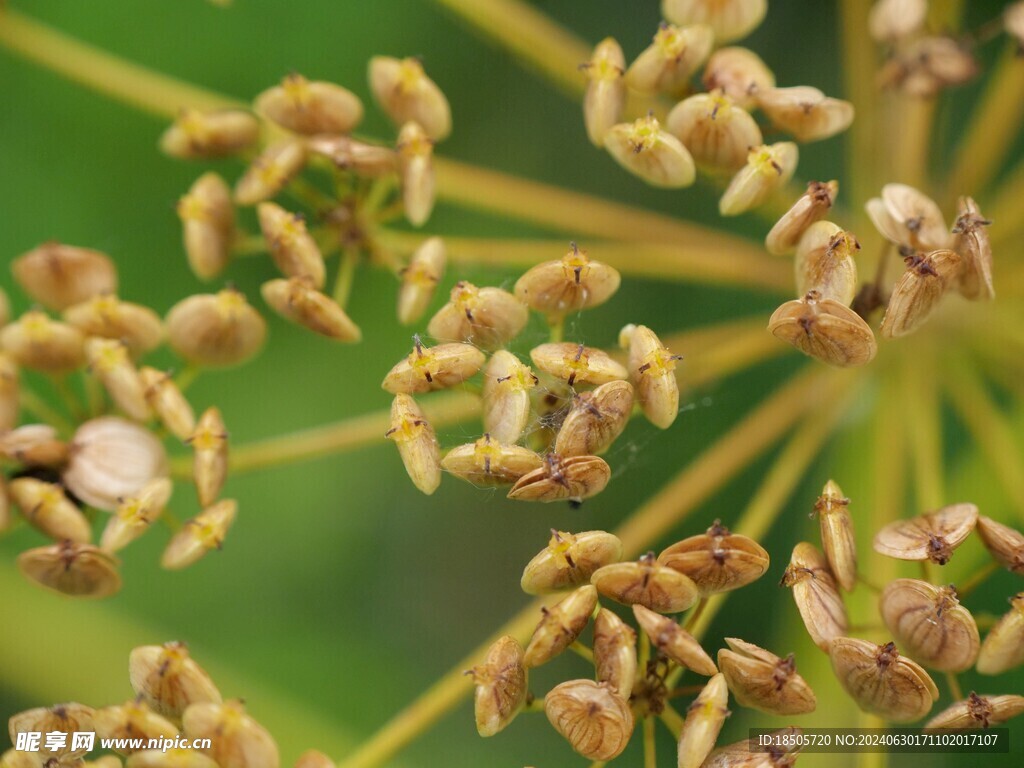 防风草