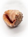 贝壳
