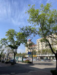 初夏的树