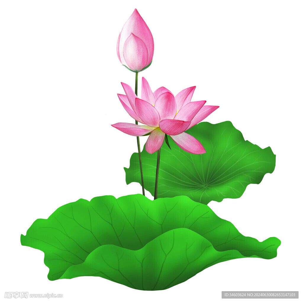 荷花
