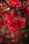 春暖花开
