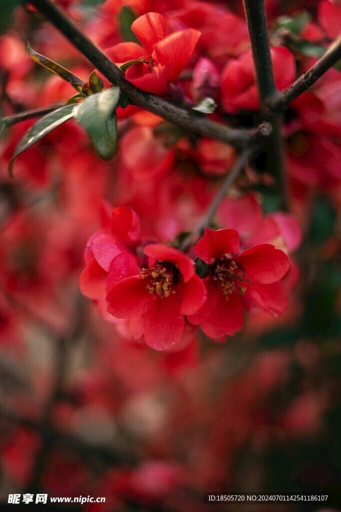 春暖花开