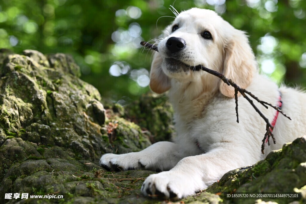 金毛犬